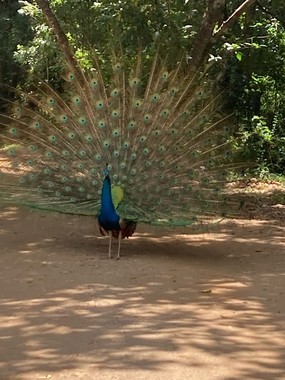 WhatsApp Image 2025-06-13 at 11.28.38_808feee3