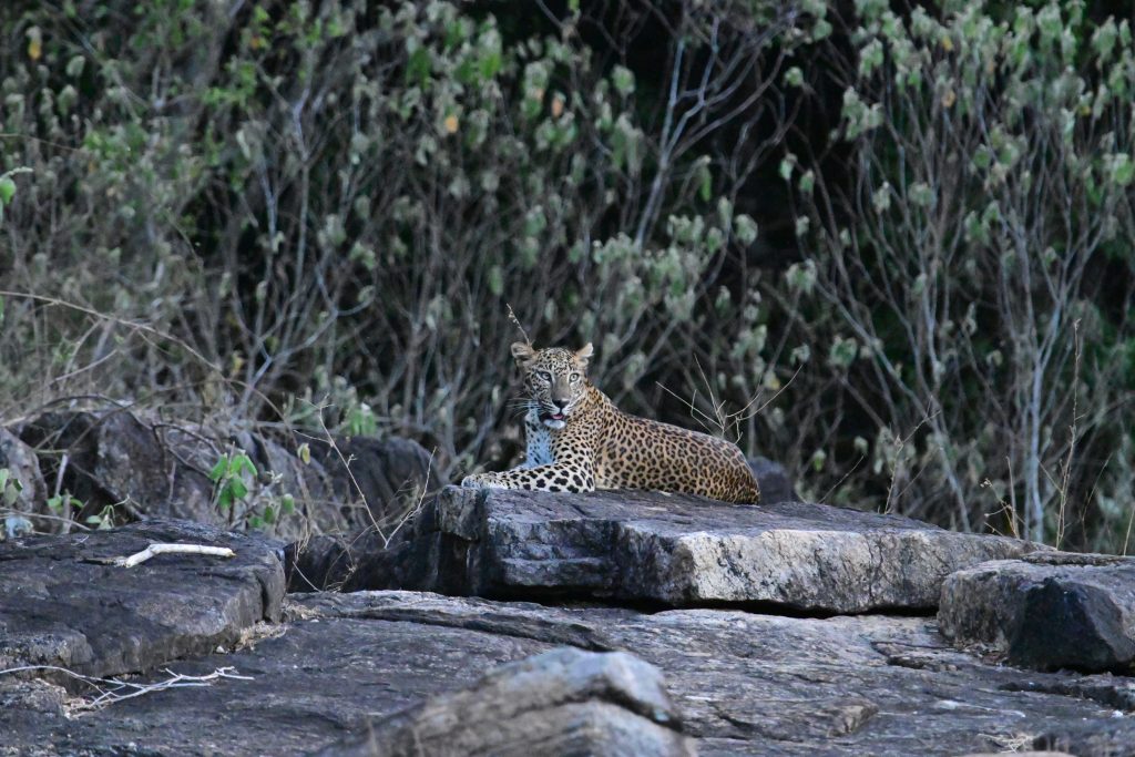 Sri Lankan Leopard